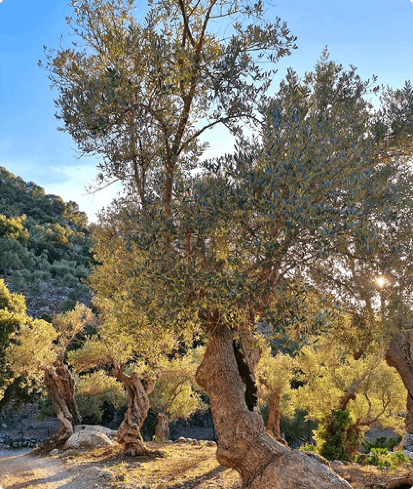 Olivos iluminados por la luz del sol en el campo de Alaró